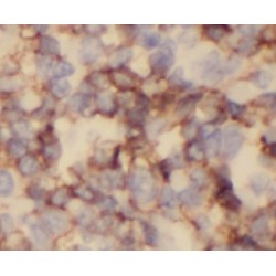 Cluster of Differentiation 3 Gamma (CD3G) Antibody