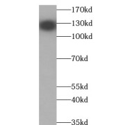 WB analysis of Jurkat cells, using CD31 antibody (1/1000 dilution).