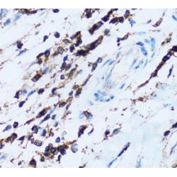 Leukosialin (SPN) Antibody