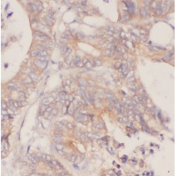 Cell Division Cycle 37 (Cdc37) Antibody