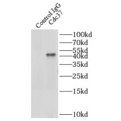 Cell Division Cycle 37 (Cdc37) Antibody