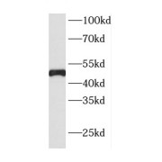 WB analysis of HEK-293 cells, using CDC37 antibody (1/1000 dilution).