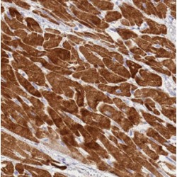 Cell Division Cycle 37 Like 1 (CDC37L1) Antibody