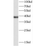 WB analysis of human kidney tissue, using CDC37L1 antibody (1/500 dilution).