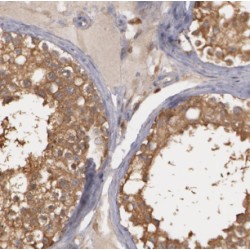 Cell Division Cycle 45 (CDC45L) Antibody