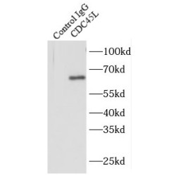 Cell Division Cycle 45 (CDC45L) Antibody