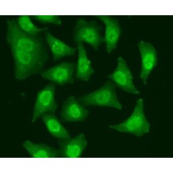 Cell Division Cycle 5 Like (CDC5L) Antibody