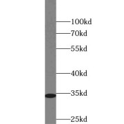 WB analysis of HEK-293 cells, using CDC2-Specific antibody (1/1000 dilution).