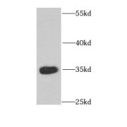 WB analysis of mouse heart tissue, using CDX1 antibody (1/1000 dilution).