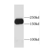 WB analysis of HeLa cells, using CEP170L antibody (1/1000 dilution).