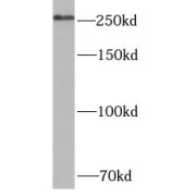 WB analysis of HeLa cells, using CEP250, C-NAP1 antibody (1/500 dilution).