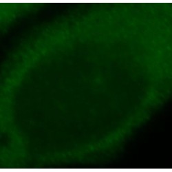 Choline/Ethanolaminephosphotransferase 1 (CEPT1) Antibody