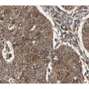 IHC-P analysis of human pancreas tissue, using CEPT1 antibody (1/50 dilution).