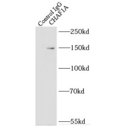 Chromatin Assembly Factor 1 Subunit A (CHAF1A) Antibody