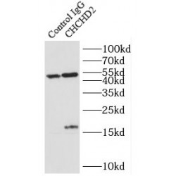 Coiled-Coil-Helix-Coiled-Coil-Helix Domain Containing Protein 2 (CHCHD2) Antibody