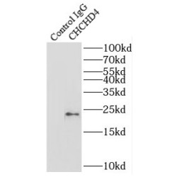 Coiled-Coil-Helix-Coiled-Coil-Helix Domain Containing 4 (CHCHD4) Antibody