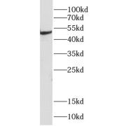 WB analysis of HEK-293 cells, using CHIT1 antibody (1/1000 dilution).