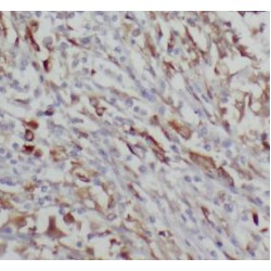 Chromogranin A (CHGA) Antibody