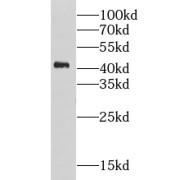 WB analysis of K-562 cells, using CHST11 antibody (1/500 dilution).