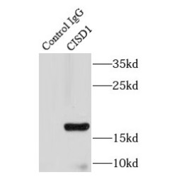 CDGSH Iron Sulfur Domain 1 (CISD1) Antibody