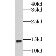 WB analysis of mouse kidney tissue, using CISD2 antibody (1/1000 dilution).