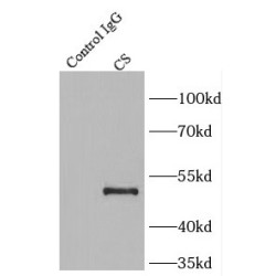 Citrate Synthase (CS) Antibody