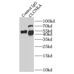 Chloride Channel Protein ClC-Ka (CLCNKA) Antibody