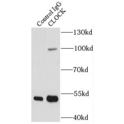 Circadian Locomoter Output Cycles Protein Kaput (CLOCK) Antibody