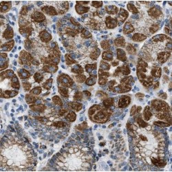 COX Assembly Mitochondrial Protein Homolog (CMC1) Antibody