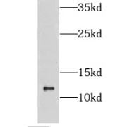 WB analysis of K-562 cells, using CMC1 antibody (1/300 dilution).