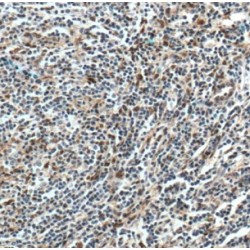 C-Maf-Inducing Protein (CMIP) Antibody