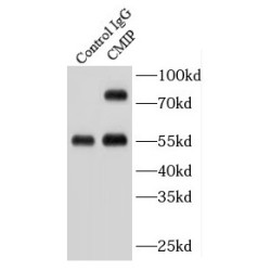 C-Maf-Inducing Protein (CMIP) Antibody