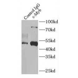 Transcriptional Activator Myb (c-Myb) Antibody
