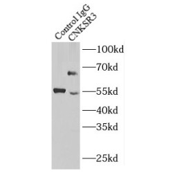 CNKSR Family Member 3 (CNKSR3) Antibody