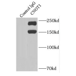 CCR4-NOT Transcription Complex Subunit 1 (CNOT1) Antibody