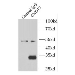 CCR4-NOT Transcription Complex Subunit 7 (CNOT7) Antibody