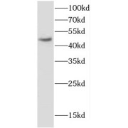 WB analysis of HepG2 cells, using CNP antibody (1/500 dilution).