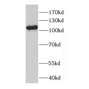 WB analysis of HeLa cells, using CNTN4 antibody (1/300 dilution).