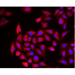 Cochlin (COCH) Antibody