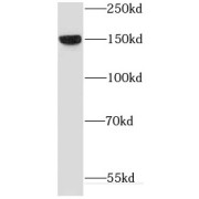 WB analysis of mouse testis tissue, using COG1 antibody (1/1000 dilution).