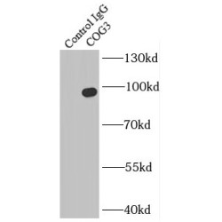 Component of Oligomeric Golgi Complex 3 (COG3) Antibody