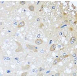 Collectin 11 (COLEC11) Antibody