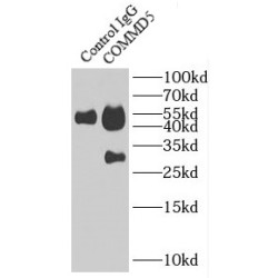 COMM Domain Containing Protein 5 (COMMD5) Antibody