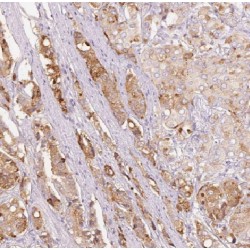 Coatomer Subunit Epsilon (COPE) Antibody