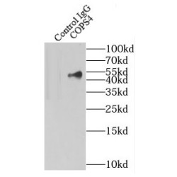 COP9 Signalosome Subunit 4 (COPS4) Antibody