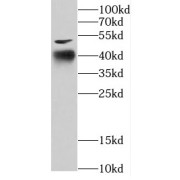 WB analysis of A2780 cells, using COPS4 antibody (1/500 dilution).