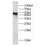 WB analysis of mouse skeletal muscle tissue, using COX15 antibody (1/1000 dilution).