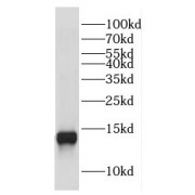 WB analysis of mouse liver tissue, using COX16 antibody (1/1000 dilution).