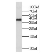 WB analysis of mouse liver tissue, using COX18 antibody (1/600 dilution).