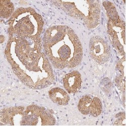 Family With Sequence Similarity 36, Member A (COX20) Antibody